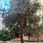 Apartament Stylish Olive Tree Garden In Ano Poli