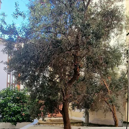 아파트 Stylish Olive Tree Garden In Ano Poli