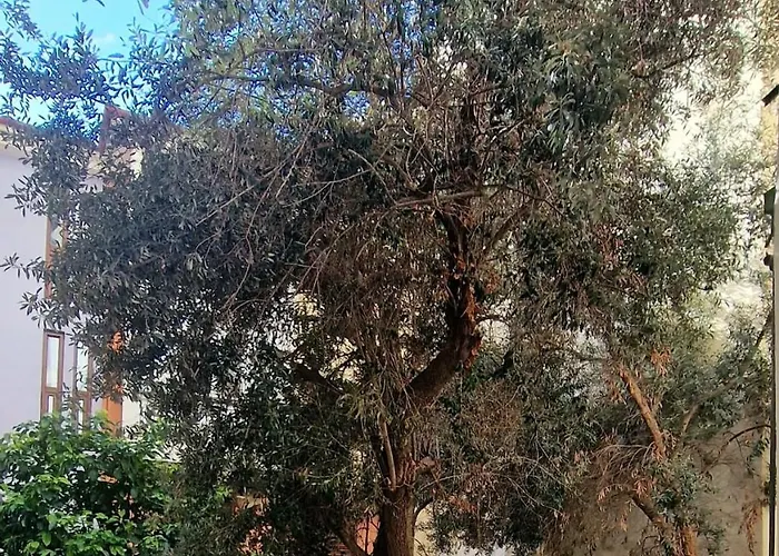 Daire Stylish Olive Tree Garden In Ano Poli